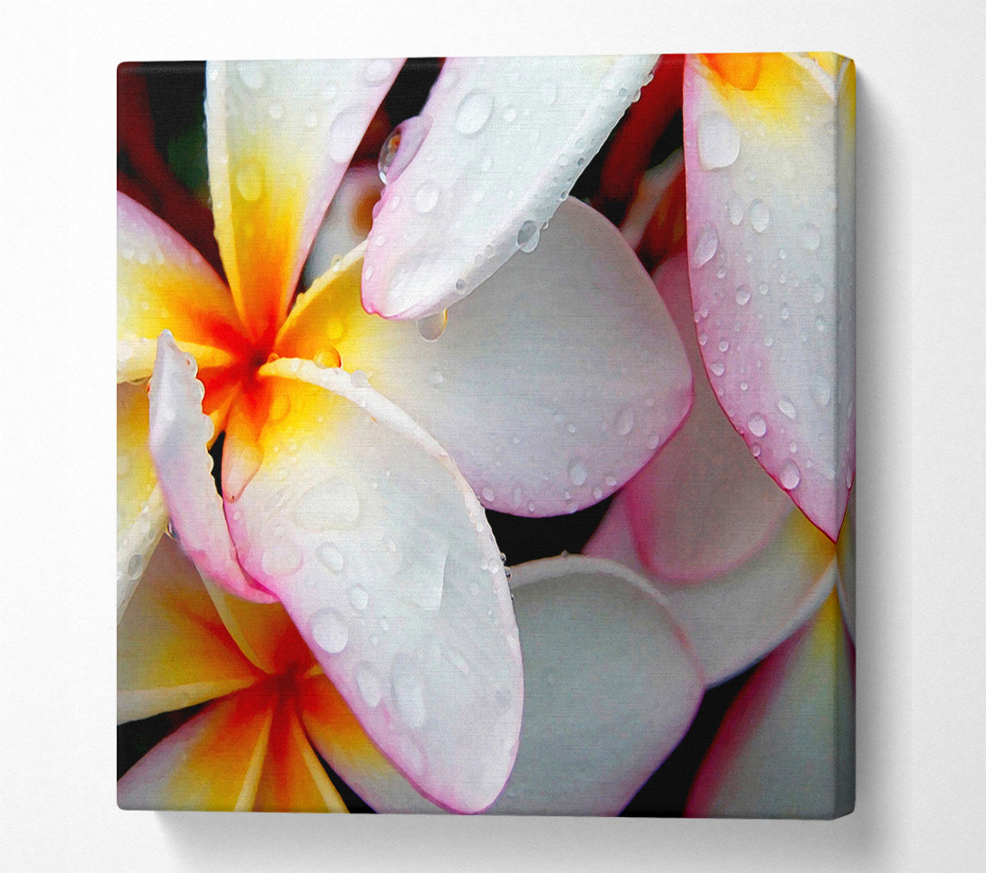  A Canvas Print of White Petal Dewdrop Canvas Print