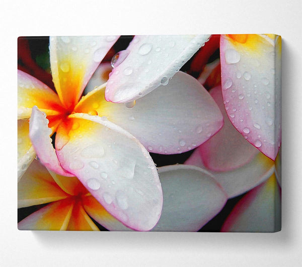  A Canvas Print of White Petal Dewdrop Canvas Print