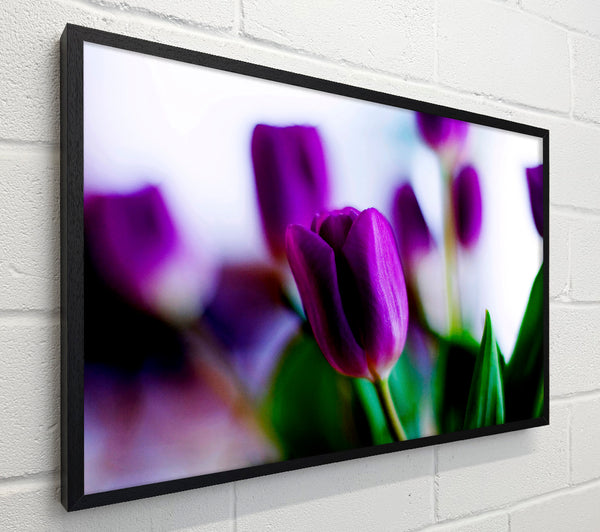 Purple Tulips