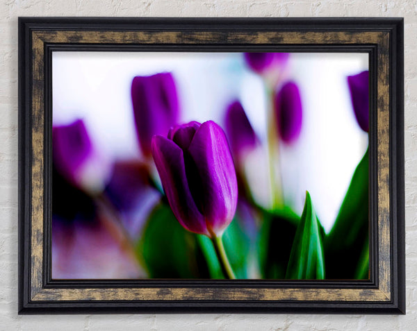 Purple Tulips Framed Print