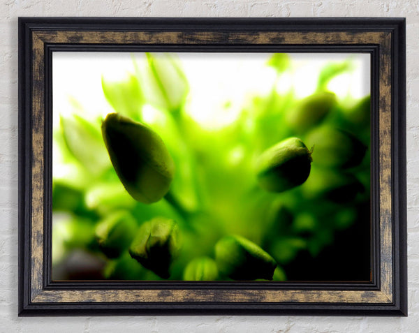 Green Buds In Sunlight Framed Print