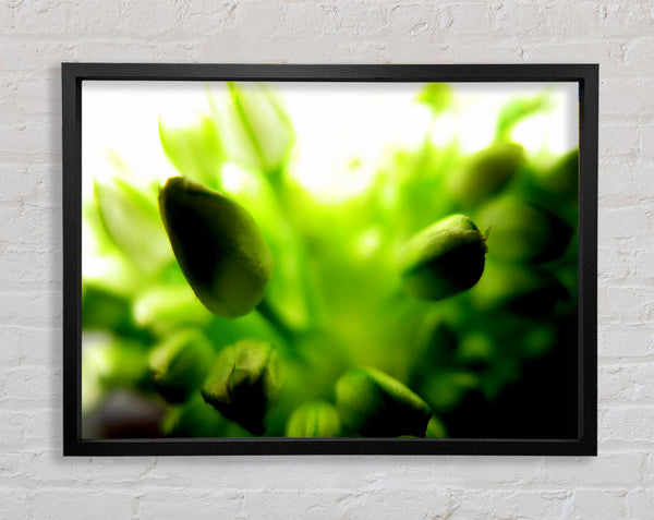 Green Buds In Sunlight Framed Print