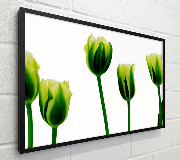 White Green Tulip Parade
