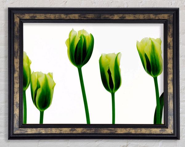White Green Tulip Parade Framed Print