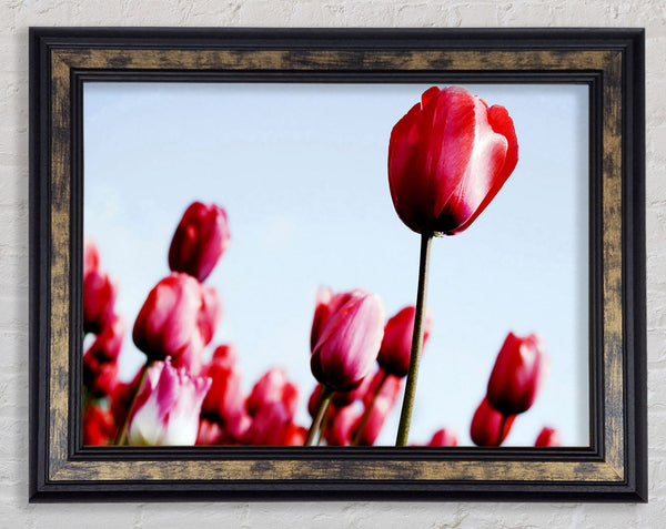 Pink Tulip March Framed Print