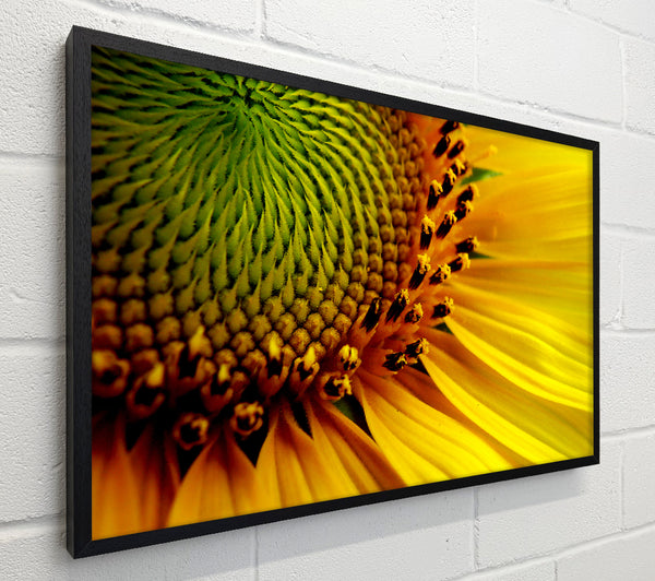 Yellow Sunflower Centre
