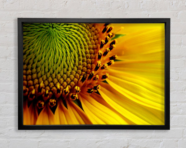Gelbe Sonnenblume im Zentrum