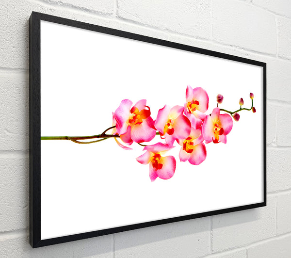 Orchid Stem Beauty