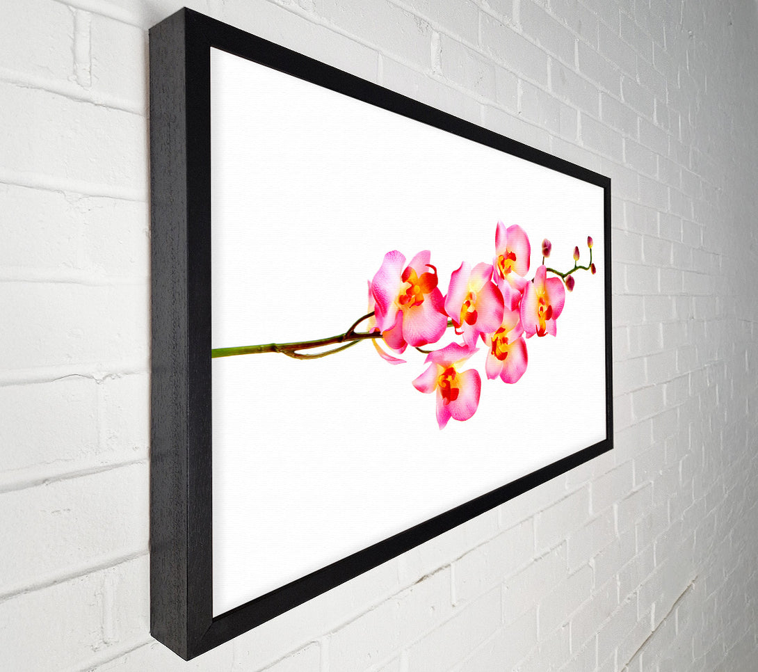  A Canvas Print of Orchid Stem Beauty Canvas Wall Art