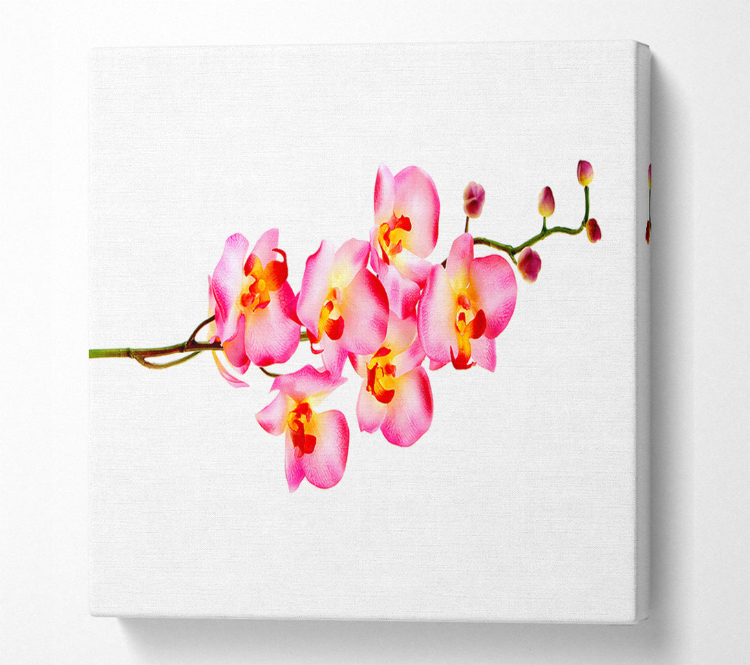  A Canvas Print of Orchid Stem Beauty Canvas Wall Art