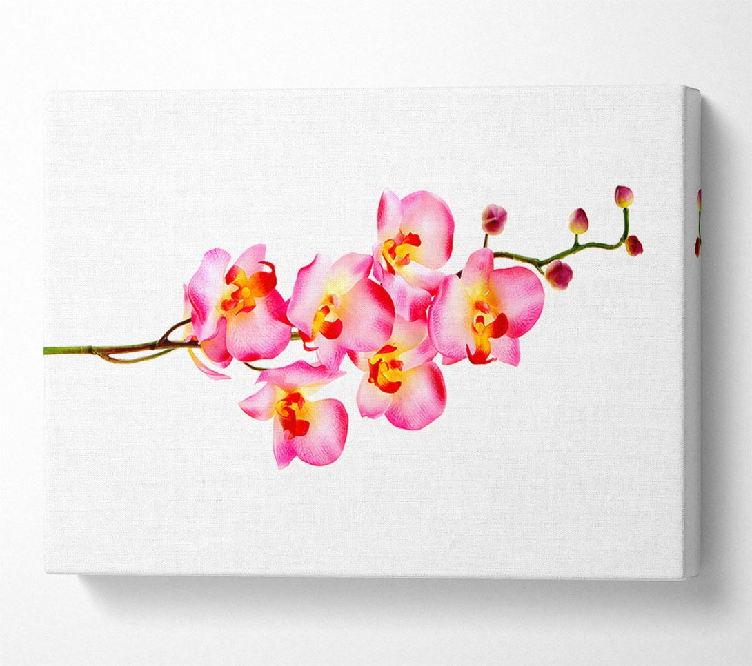  A Canvas Print of Orchid Stem Beauty Canvas Wall Art