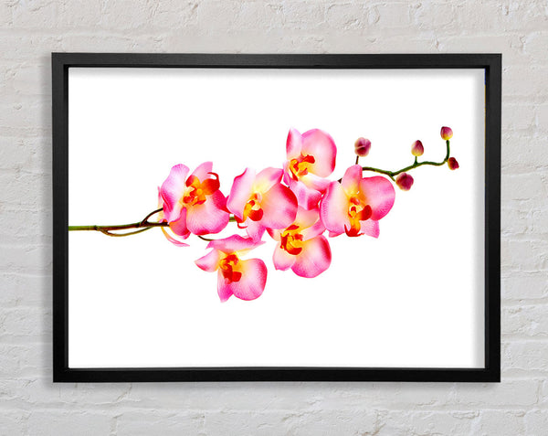 Orchideenstamm Schönheit