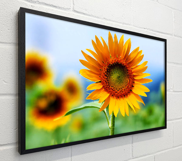 Morning Sunflower