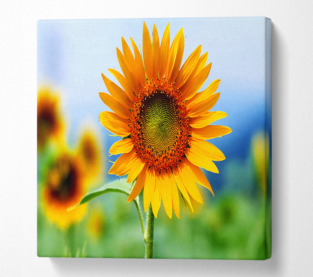  A Canvas Print of Morning Sunflower Canvas Art