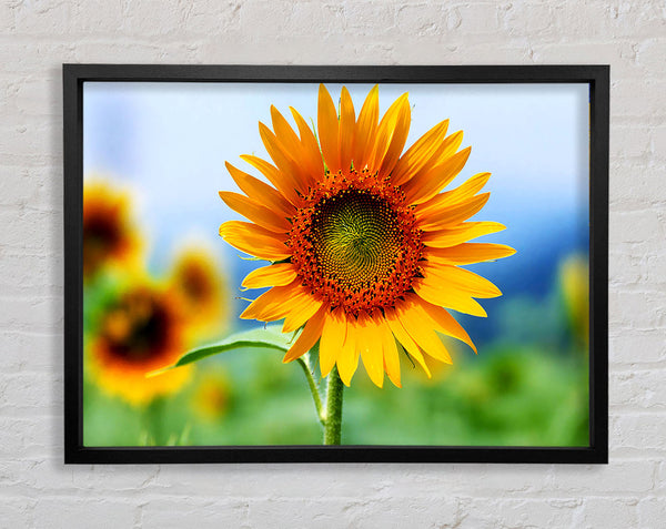 Morgen Sonnenblume