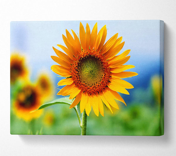  A Canvas Print of Morning Sunflower Canvas Art