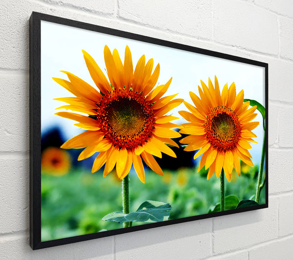 Twin Sunflowers