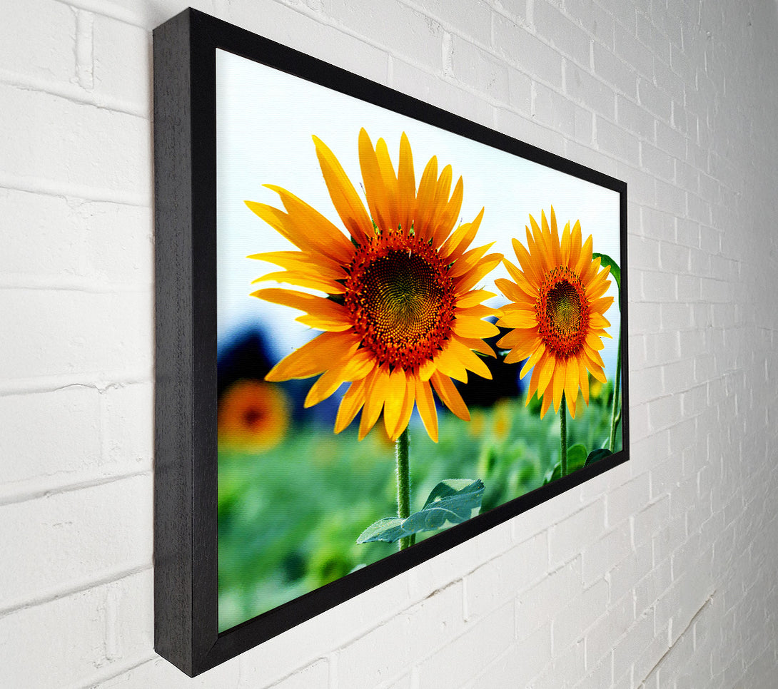  A Canvas Print of Twin Sunflowers Canvas Art