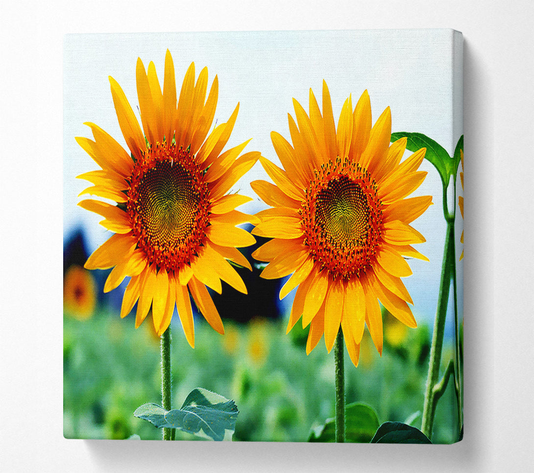  A Canvas Print of Twin Sunflowers Canvas Art