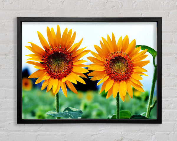 Zwillingssonnenblumen