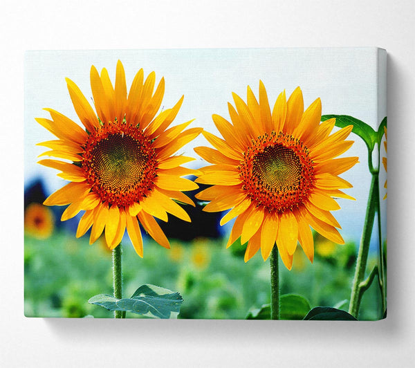  A Canvas Print of Twin Sunflowers Canvas Art