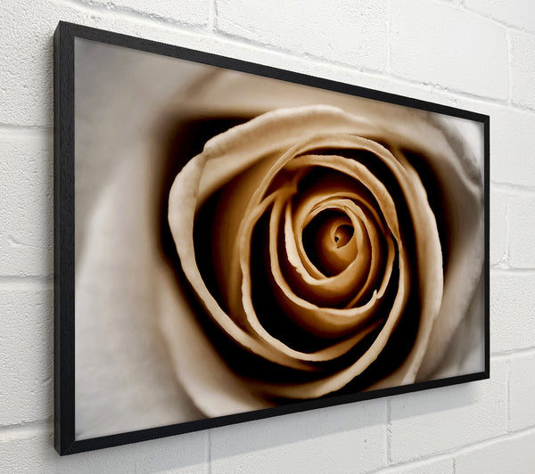 Stunning Sepia Rose Close-Up