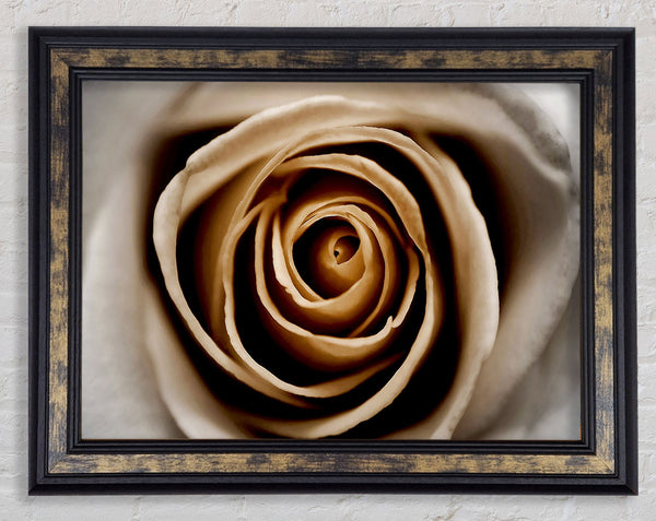 Stunning Sepia Rose Close-Up Framed Print