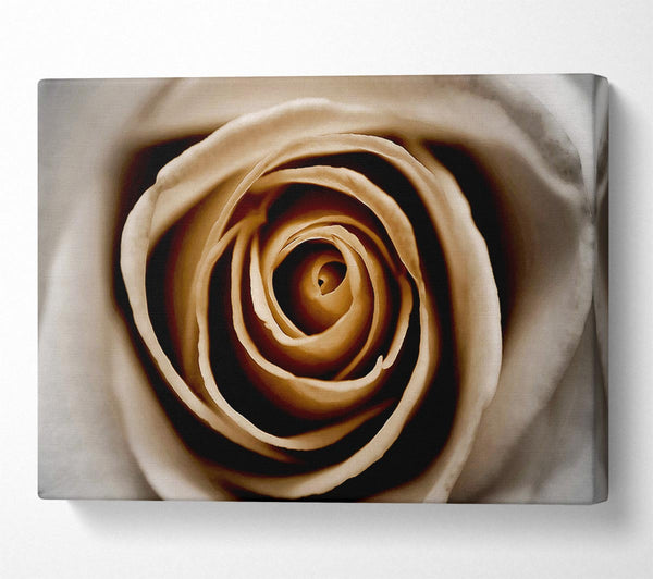  A Canvas Print of Stunning Sepia Rose Close-Up Canvas Art
