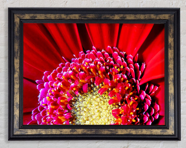 Red Gerbera Face Close-Up Framed Print