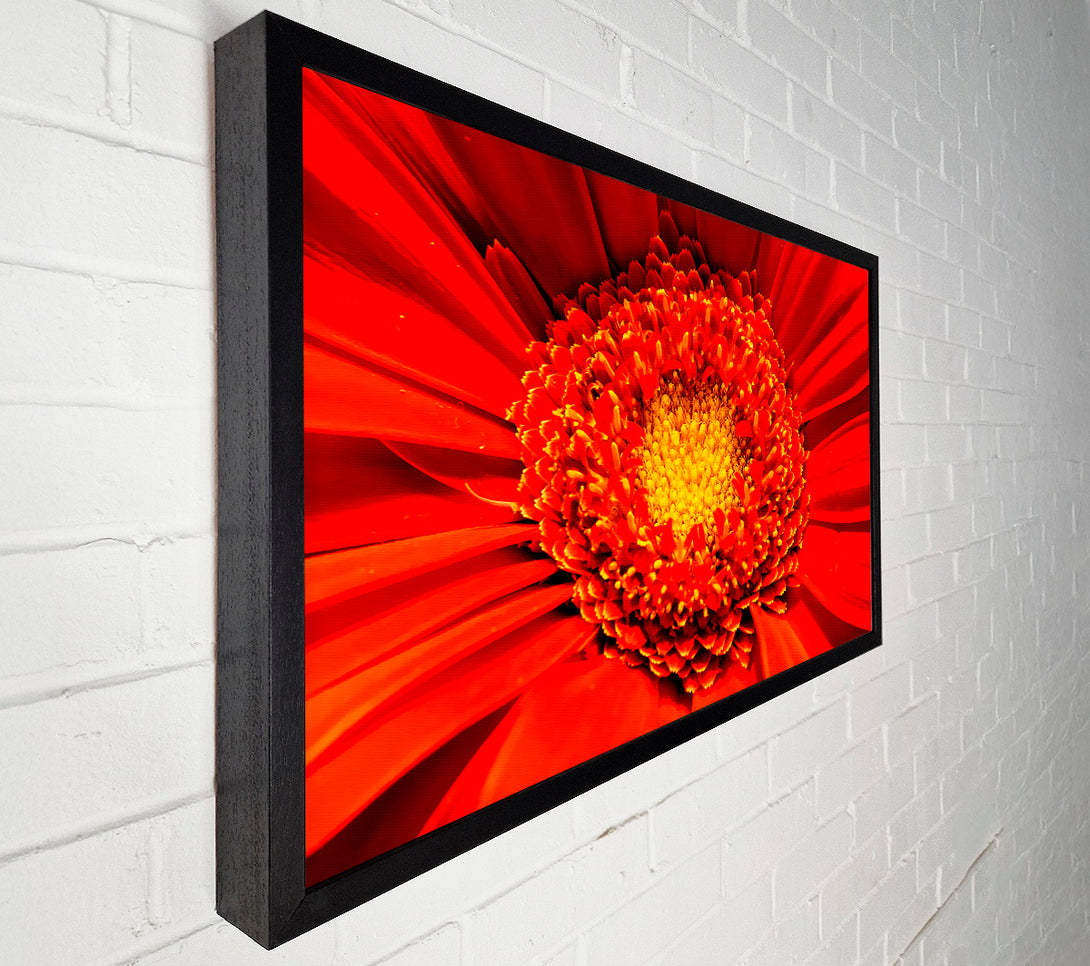  A Canvas Print of The Centre Of A Gerbera Canvas Wall Art