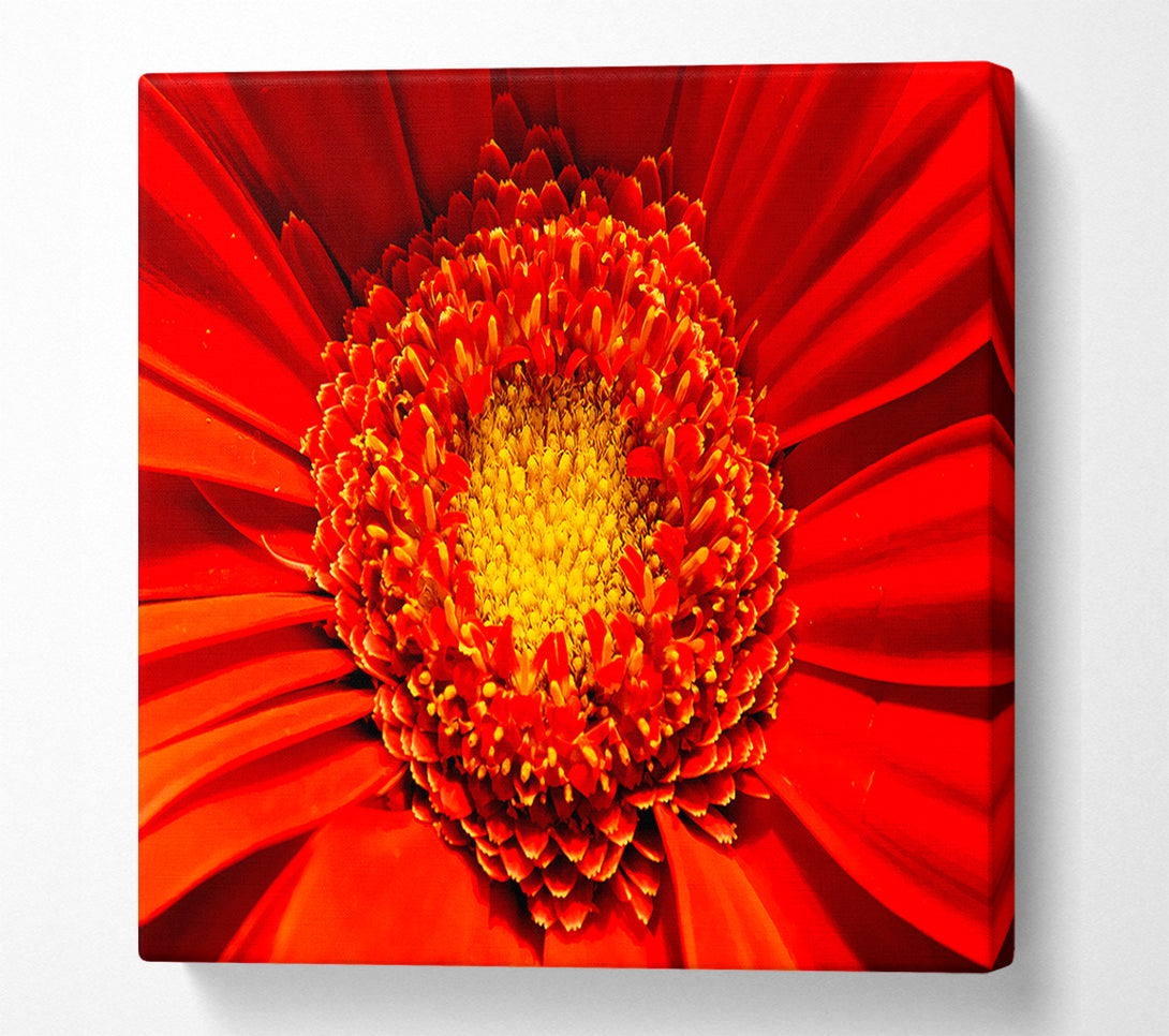  A Canvas Print of The Centre Of A Gerbera Canvas Wall Art