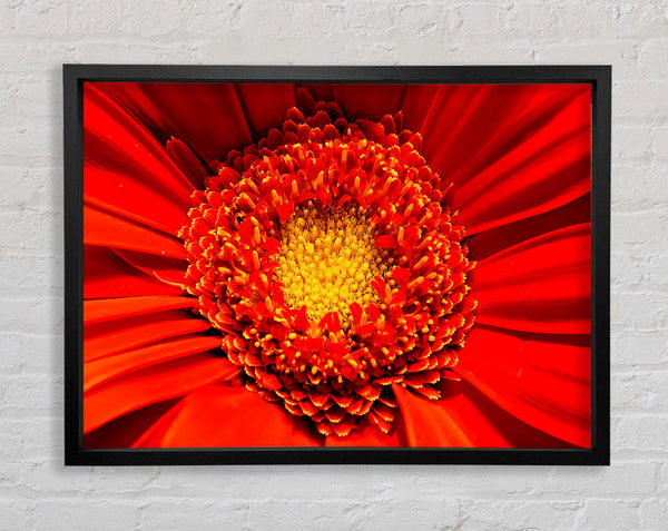 Das Zentrum einer Gerbera