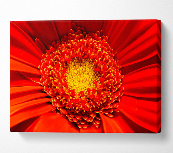  A Canvas Print of The Centre Of A Gerbera Canvas Wall Art