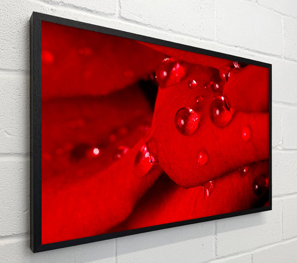 Red Petal Dew Drop