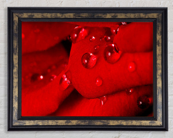 Red Petal Dew Drop Framed Print