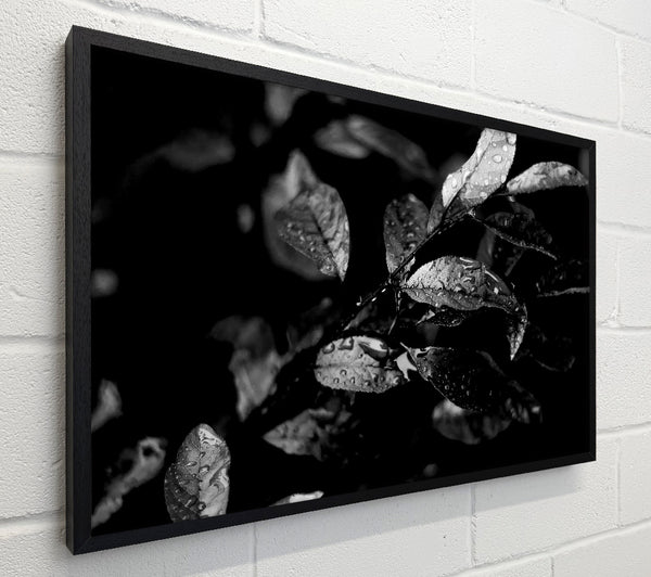 Winter Leaves B n W