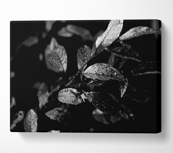  A Canvas Print of Winter Leaves B n W Canvas Wall Art