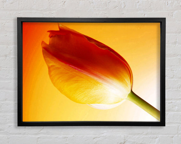 Gelb auf gelber Tulpe