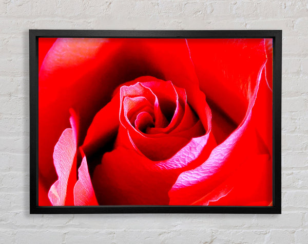 Rosa Rosenknospe