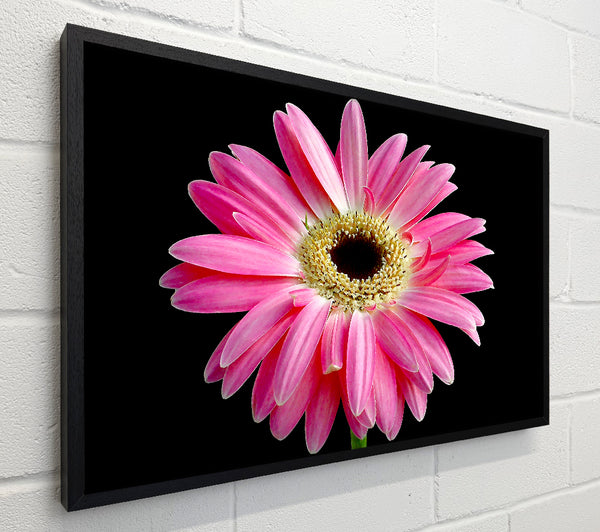 Pink Daisy On Black