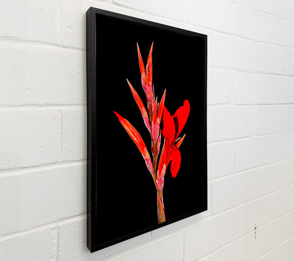Red Night Flower