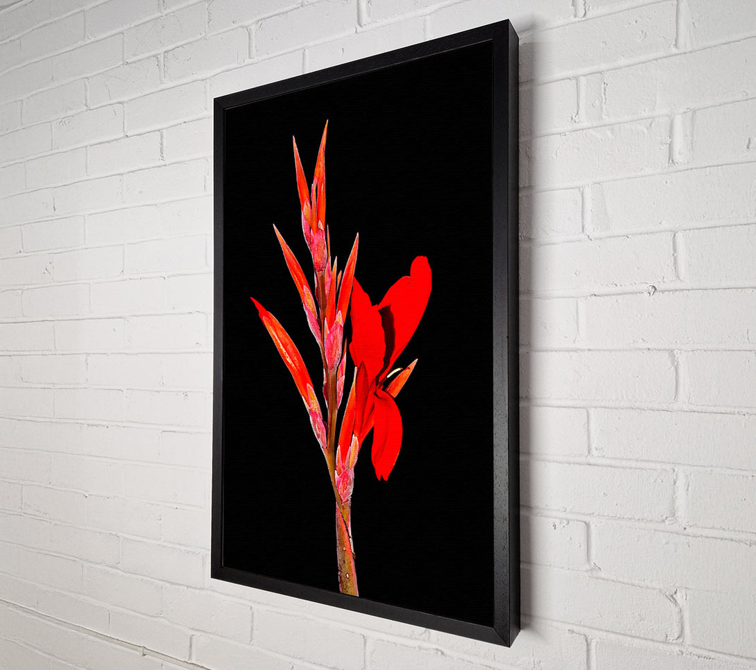  A Canvas Print of Red Night Flower Canvas Print