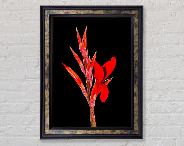 Red Night Flower Framed Print