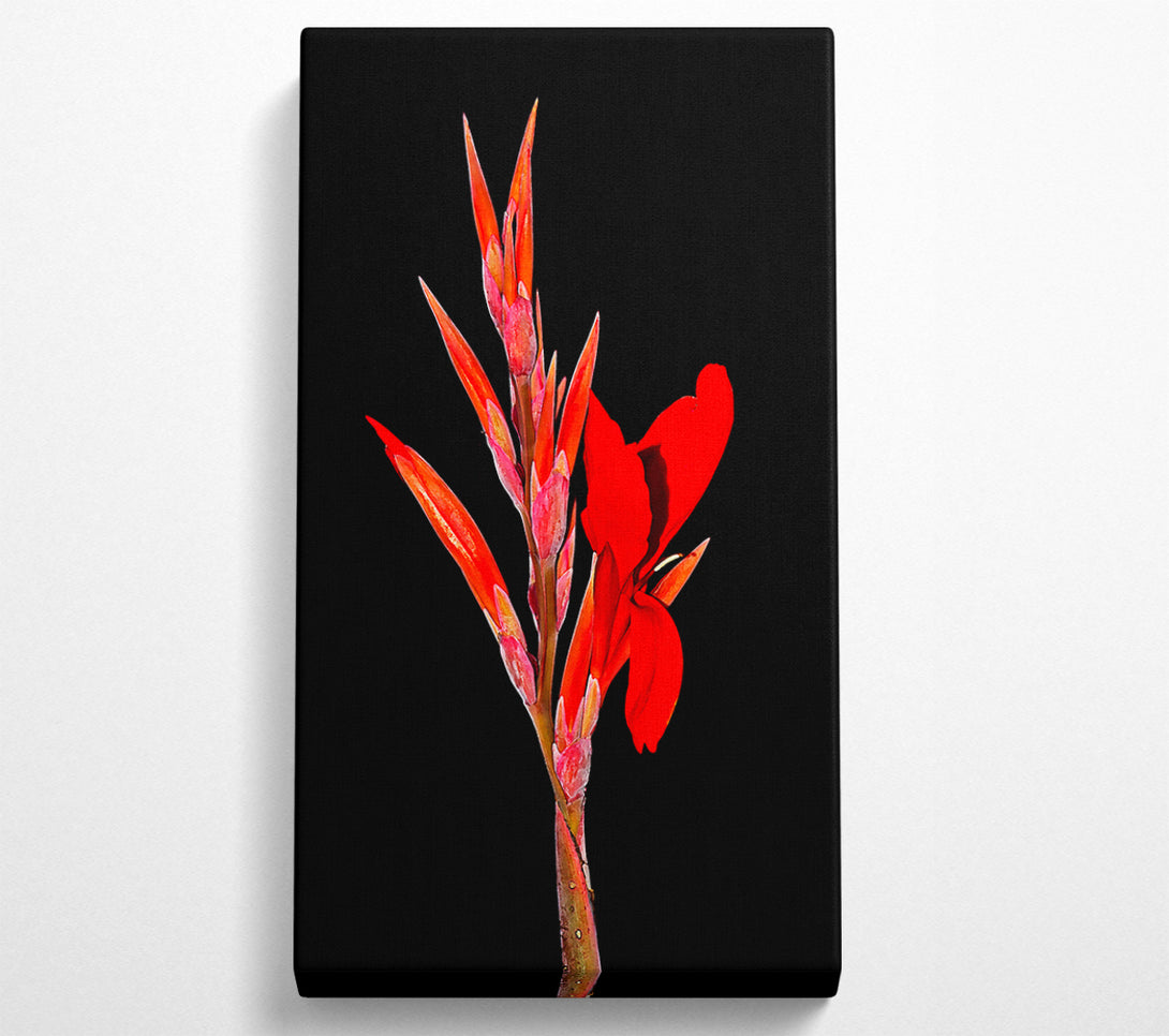  A Canvas Print of Red Night Flower Canvas Print