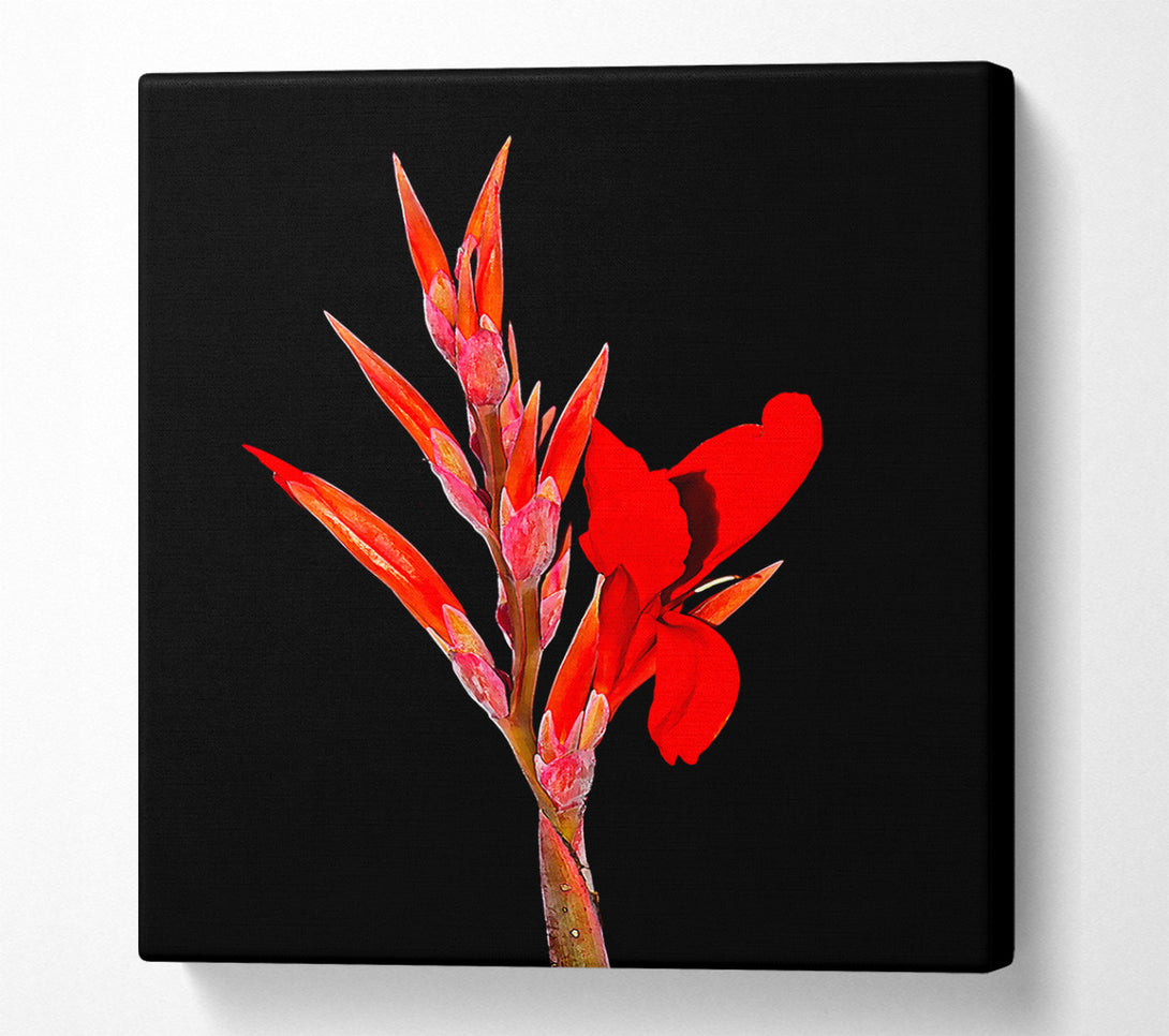  A Canvas Print of Red Night Flower Canvas Print