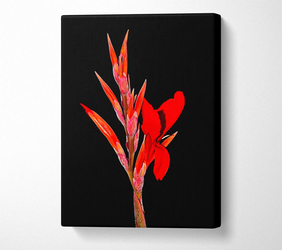  A Canvas Print of Red Night Flower Canvas Print