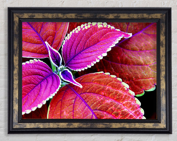 Rich Autumn Leaves Framed Print