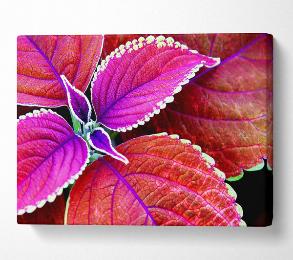  A Canvas Print of Rich Autumn Leaves Canvas Art