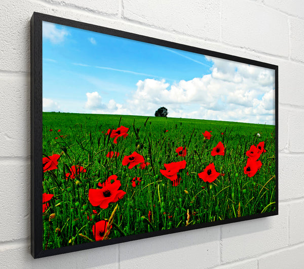 Poppy Fields On A Cloudy Day