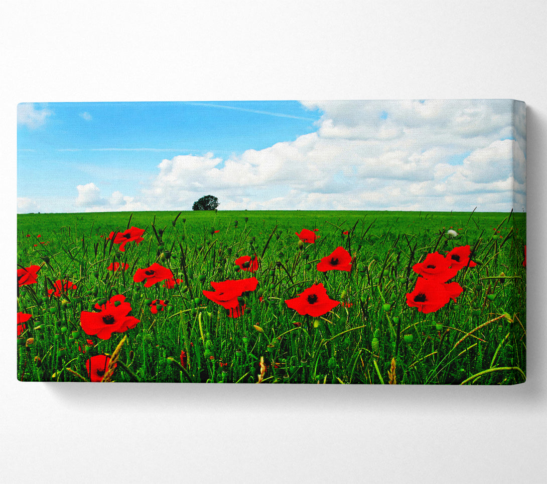  A Canvas Print of Poppy Fields On A Cloudy Day Canvas Art